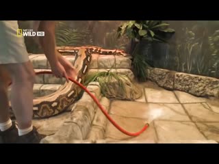 giants of the animal world - anaconda (the largest snake in the world)