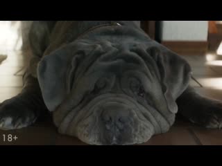 my dog idiot - russian trailer (2020)