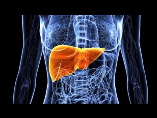 the human body. liver (hepar).